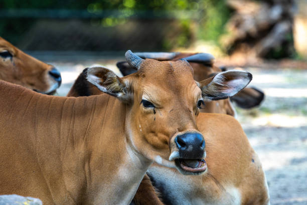 istock Banteng, Bos javanicus or Red Bull is a type of wild cattle. 2170985239