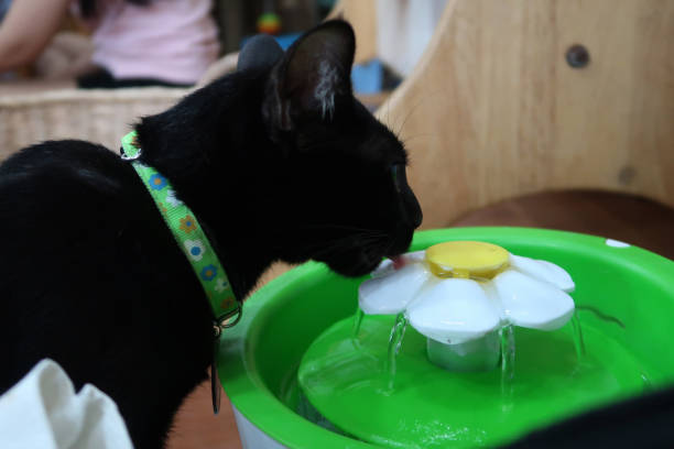 istock Cat drinking from automatic water dispenser. Modern smart drinker for pet. Drinking fountain with replaceable filter, water quantity indicator, filter replacement at home. 2170985251