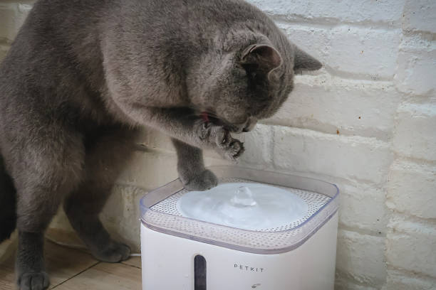 istock Gray cat use his hand to drinks water 2170985299
