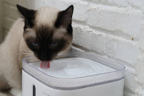 Cat drinking from automatic water dispenser. Modern smart drinker for pet. Drinking fountain with replaceable filter, water quantity indicator, filter replacement at home.
