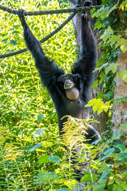 istock The black-headed spider monkey, Ateles fusciceps is a species of spider monkey 2170985373