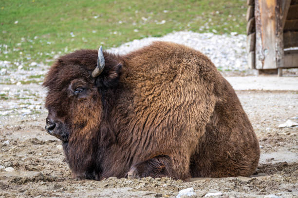 An American Bison Running. Spring time