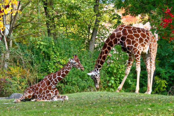 Close-up of Giraffe (Giraffa camelopardalis).