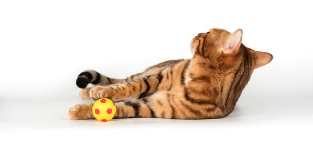 istock Bengal cat with a small ball on a white studio background. 2170986719