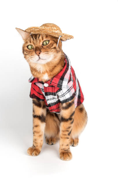 istock Funny bengal cat in shirt and hat. 2170987046