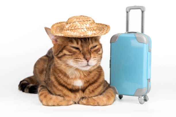 istock Cute cat with suitcase and in straw hat on white background. 2170987048