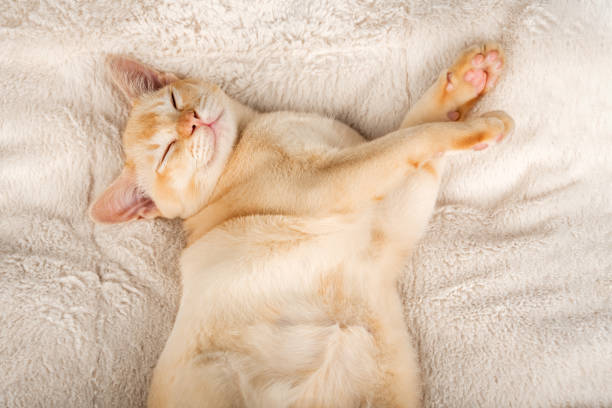 istock Red Burmese kitten sleeps sweetly on a soft blanket. 2170987119