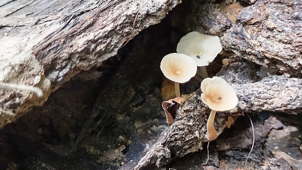istock ClitocyTiny Mushrooms on a Decaying Log, be gibba, Common Funnel mushroom 2170987387