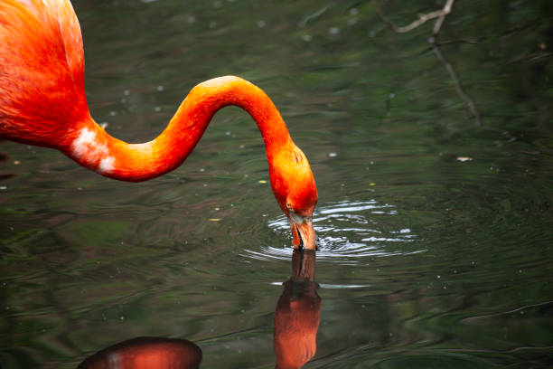 istock Vibrant orange flamingo drinking water and reflecting in pond 2170989231