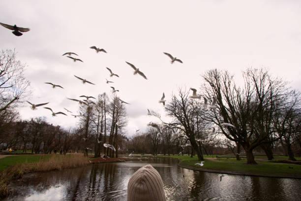 This image captures a lively scene of a flock of birds, likely seagulls, flying over a serene body of water in what appears to be a park. The sky is overcast, contributing to the soft lighting of the scene. The park is lush with grass and trees, some bare due to the season, likely late autumn or winter. In the foreground, a person with a knit hat is observing the birds, adding a sense of human connection to nature. The reflections of the trees and birds in the water give a tranquil yet dynamic feel to the image. The overall atmosphere is peaceful, despite the movement of the birds overhead.