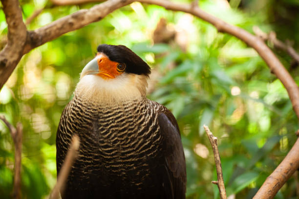 istock Crested caracara bird perched on branch in jungle 2170989632