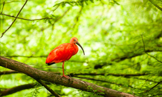 Scarlet ibis perched on branch in lush green forest