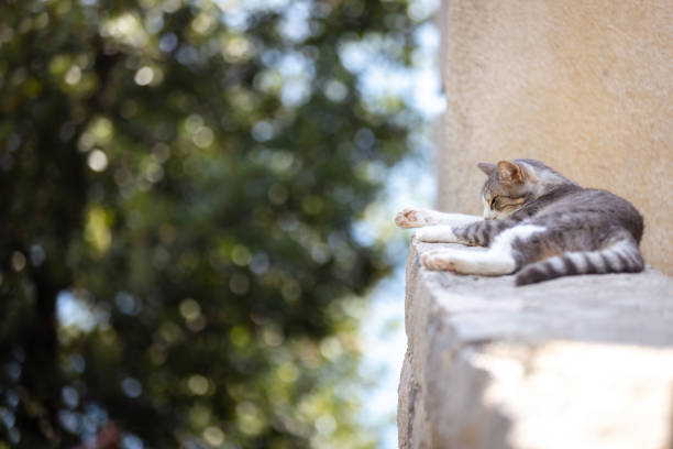Close up image of the sleeping male cat.
