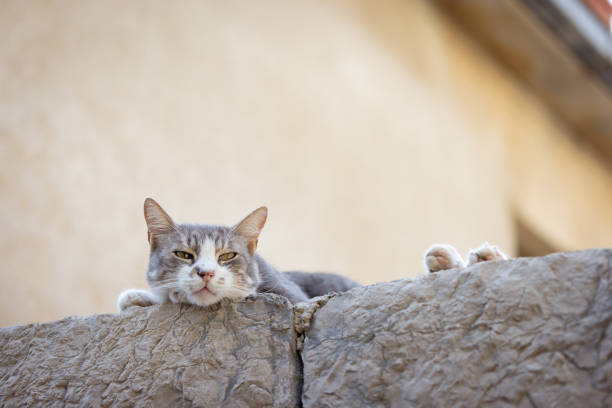 Gray stray cat is lying on the Street. Brac Island - Bol / Croatia.