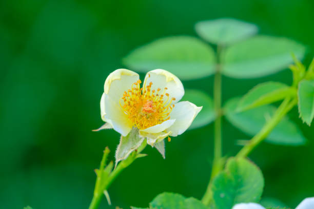 A close-up image of a delicate yellow flower in full bloom, with its soft petals and bright yellow stamens vividly standing out against a lush green background. The flower's intricate details and vibrant colors are captured beautifully, highlighting the contrast between the delicate bloom and the deep, natural greens surrounding it. This photograph emphasizes the simplicity and elegance of nature.