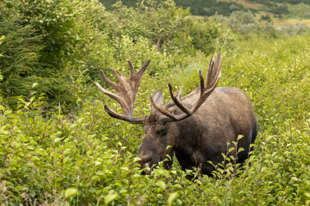 an alaska yukon bull moose in early atumn in Alaska