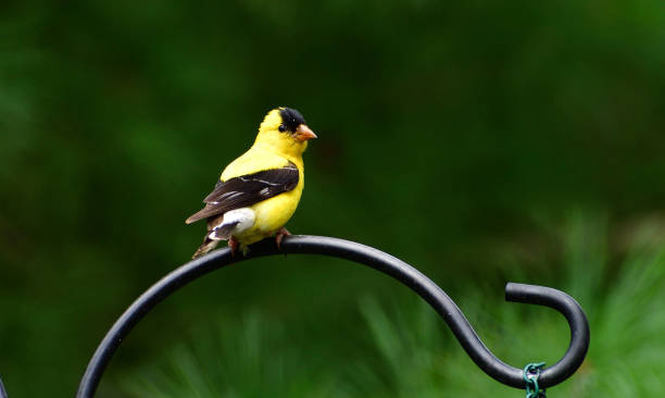 istock Gold Finch 2170992327