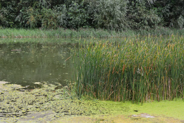 istock a pond with water reeds and some willow trees in the background 2170992465