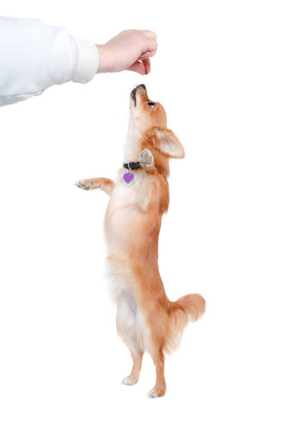 Jack Russell terrier trying to catch soap bubbles as a part of playtime in the public park. Never ending fun for both owner and the dog, stress reliving and strengthening bond between them.