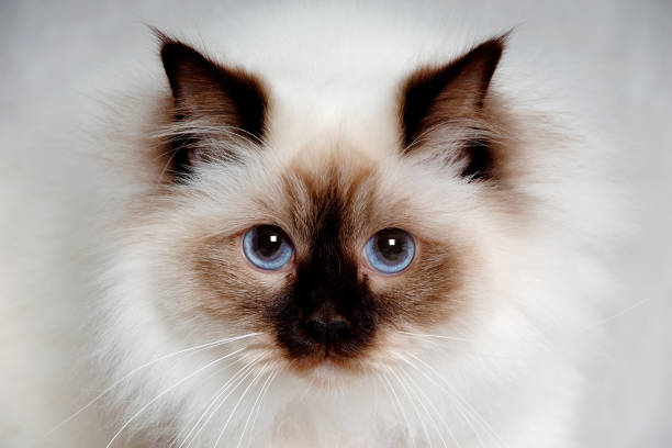 A face of a sad Holy Birman cat
