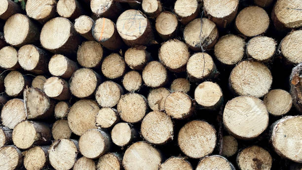 istock Stacked felled trees at a forest logging site 2170995515