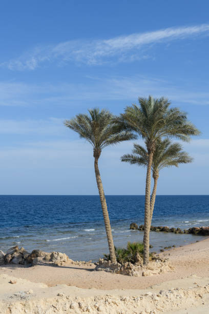istock Palm trees on shore of Red sea at daytime 2170997090
