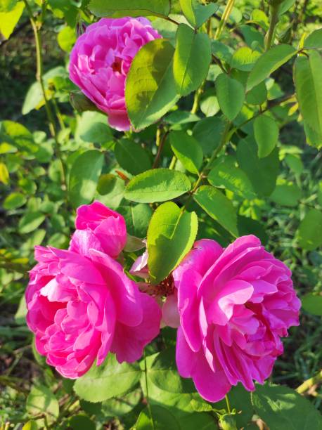 istock Pink roses with green leaves in sunlight 2170997165