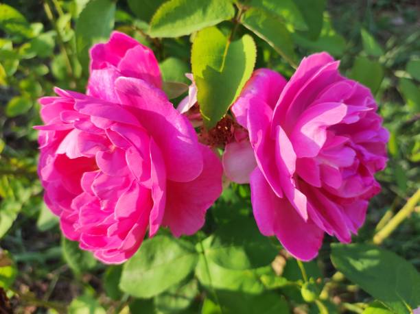 istock Two pink roses with green leaves in sunlight 2170997177