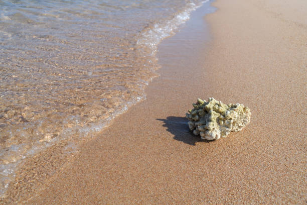 Dead coral on wet sand near sea wave