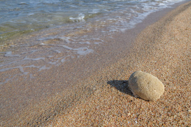 Textured coral on sea shore with waveat background