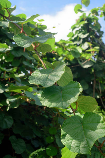 Green leaves in kiwi bush