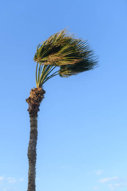 Palm tree on windy beach with blue sky at background