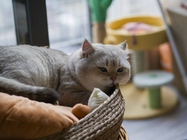 Portrait of a Cat