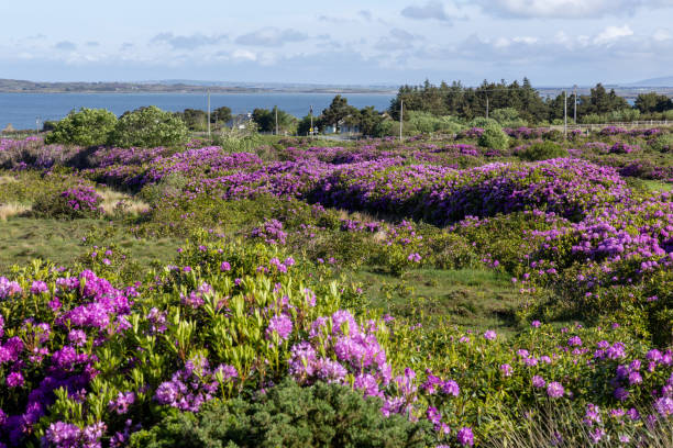 Closeup of flowering heather against the background of the sea and mountains at the foot of the mountain Torghatten in Torget island in Brønnøy, Nordland county, Norway on sunny summer evening
