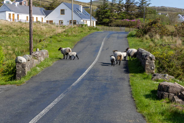 Achill Island, off the west coast, is the largest island of Ireland