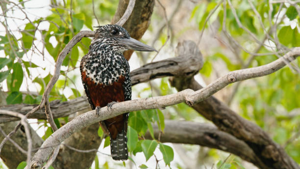 Giant Kingfisher Perched in Kafue National Park