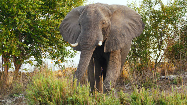 Majestic African Elephant by Kafue River