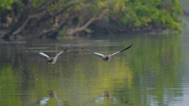 Two Greylag geese flying over a lake at springtime