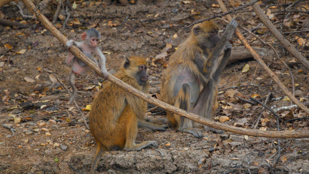Alert Yellow Baboons in Their Natural Habitat