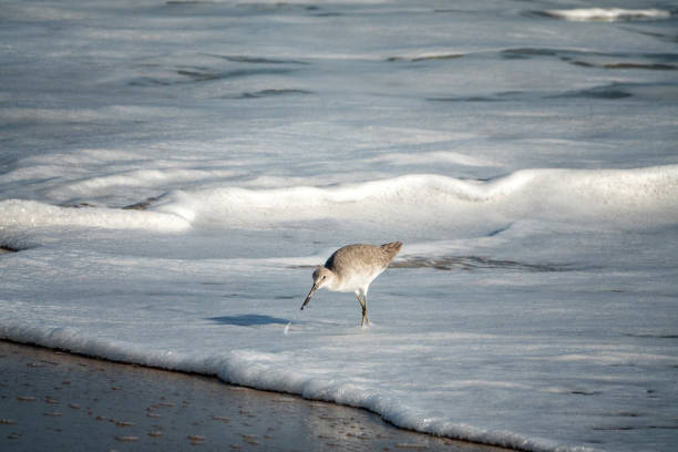 a single willet feeding along the waters edge at the Cape Canaveral National seashore near Titusville, Florida