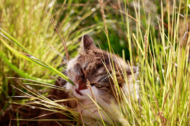 istock A fluffy cat enthusiastically chews grass. The animal is surrounded by tall grass, from which its muzzle with predatory eyes looks out. Bright sunlight creates a playful mood 2171001476