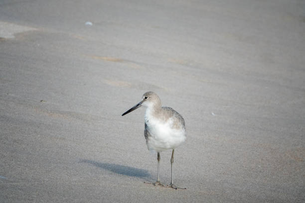 a single willet feeding along the waters edge at the Cape Canaveral National seashore near Titusville, Florida