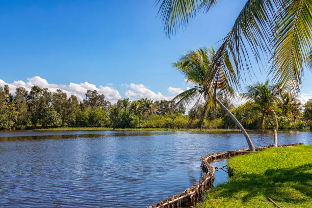 istock river and palms in Laguna del Tesoro, Cuba 2171002656