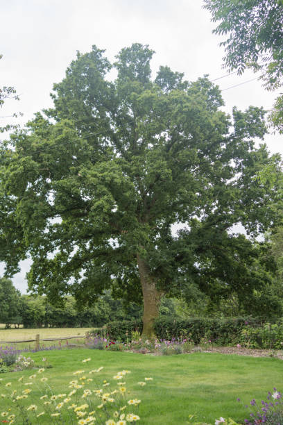 istock Tree in english country garden in summer 2171003143