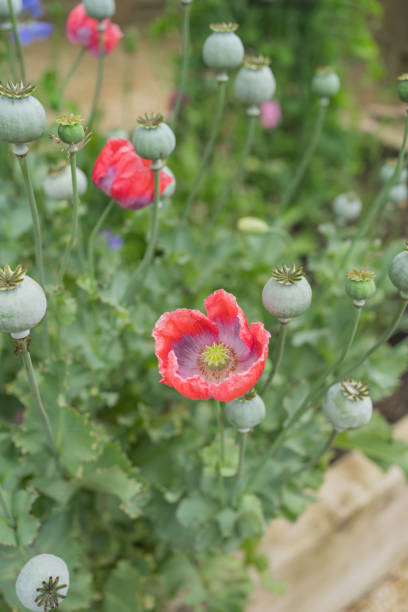 Poppies growing in box garden, English country garden in summer