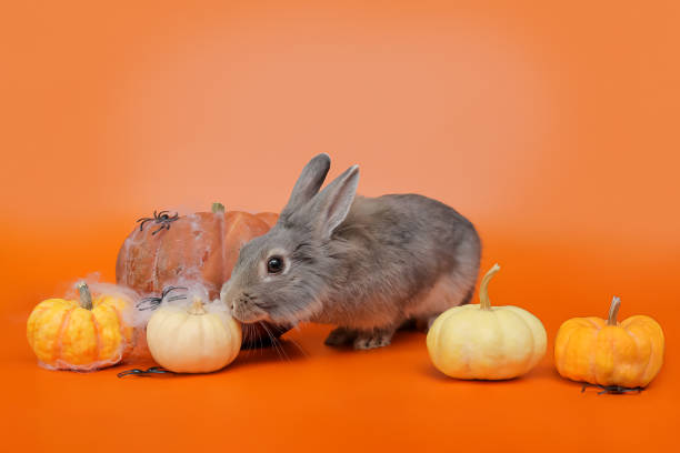Gray cute rabbit sits near white and orange small pumpkins decorated with spiders and web. Halloween time concept, holiday decoration