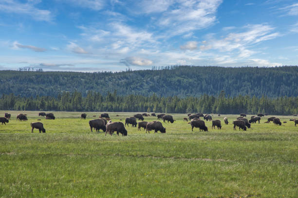 istock Bison in Yellowstone National Park. USA 2171004725