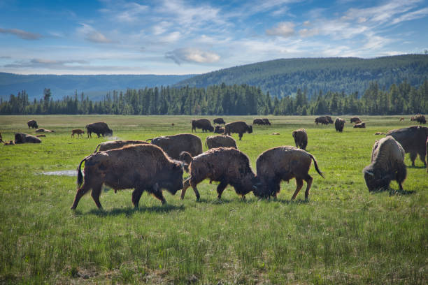 Bison in Yellowstone National Park. USA