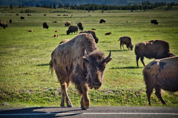 istock Bison in Yellowstone National Park. USA 2171005561