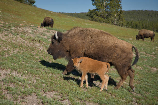 Bison in Yellowstone National Park. USA